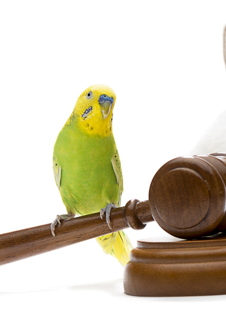 The Commitment of an Animal Right Lawyer